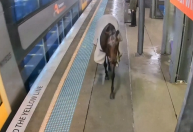 Vídeo: Veja momento em que cavalo invade estação de trem na Austrália