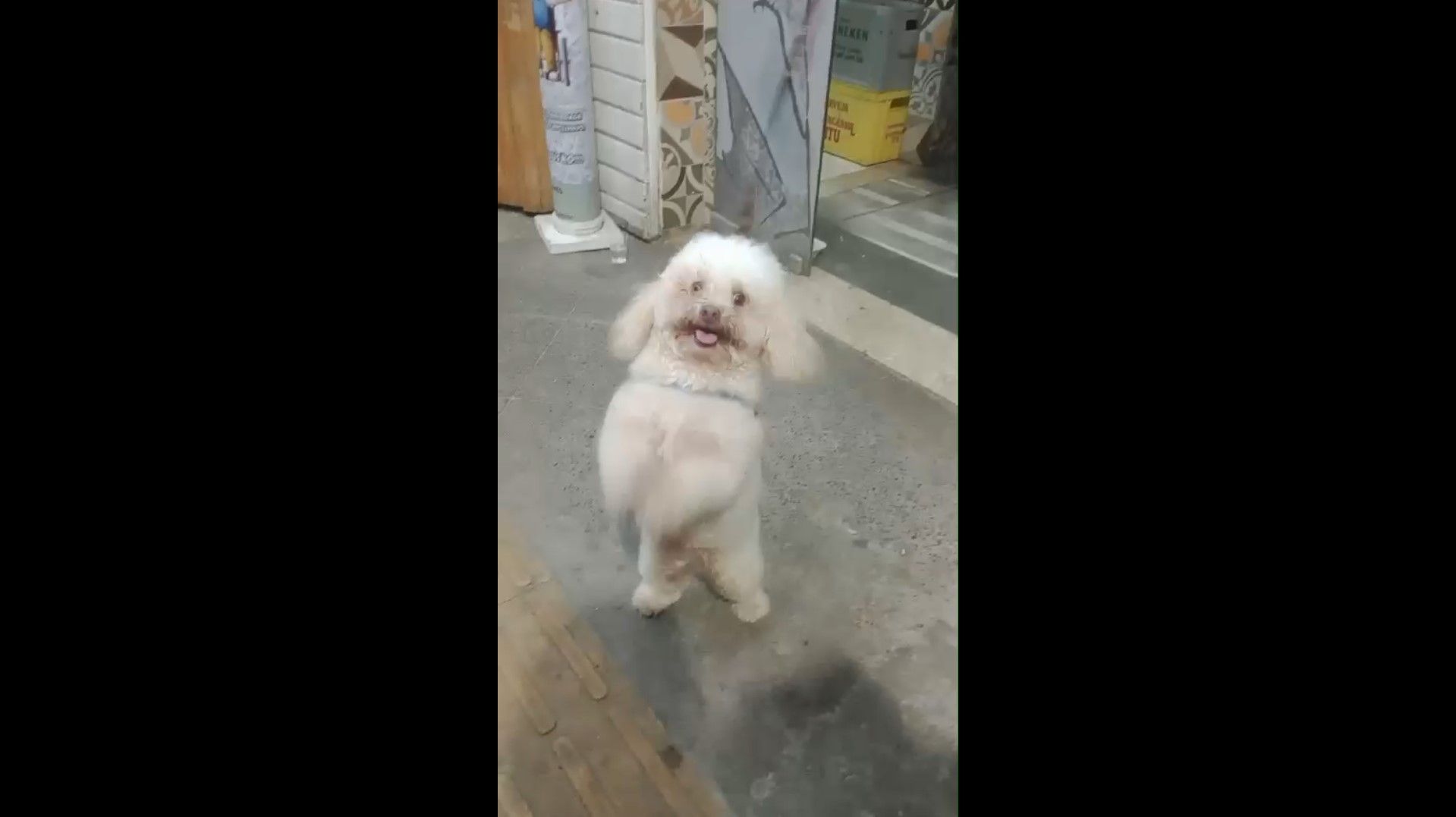 Poodle chamado Marvin, que foi atacado e morto por um pitbull