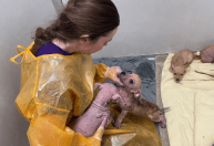 Vídeo: 60 animais são resgatados em condições precárias de casa nos EUA 