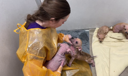 Vídeo: 60 animais são resgatados em condições precárias de casa nos EUA 