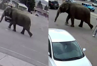 Elefante escapa de circo nos EUA após tomar susto; veja os registros 