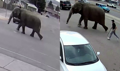 Elefante escapa de circo nos EUA após tomar susto; veja os registros 