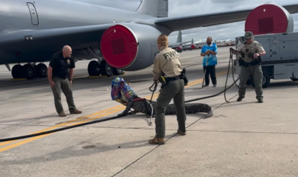 Vídeo: Crocodilo invade pista base da Força Aérea dos EUA