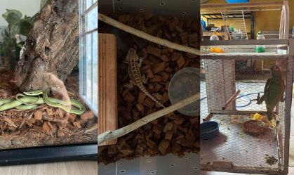 Investigado joga bichos pela janela em operação contra comércio ilegal de animais silvestres