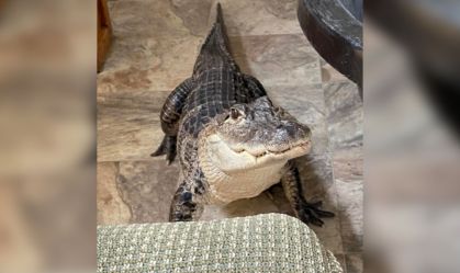 Jacaré de apoio emocional Wally