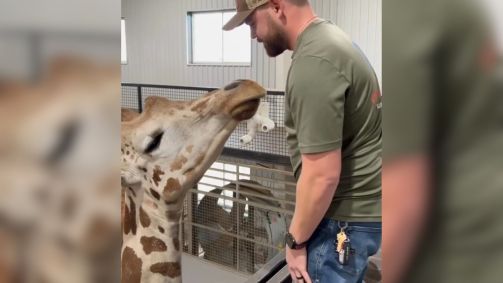 O quiroprata Joren Whitley atende Gerry, a girafa