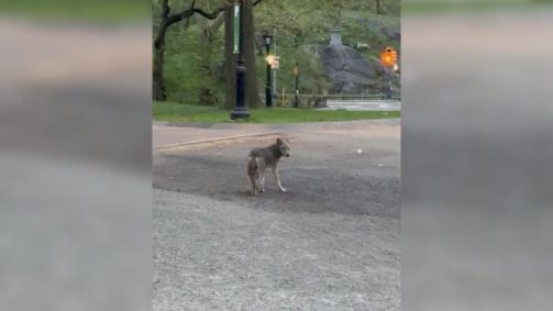 Coiote é avistado no Central Park, em Nova York