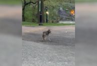 Vídeo: Coiote é visto no Central Park, em Nova York