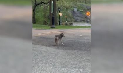 Coiote é avistado no Central Park, em Nova York