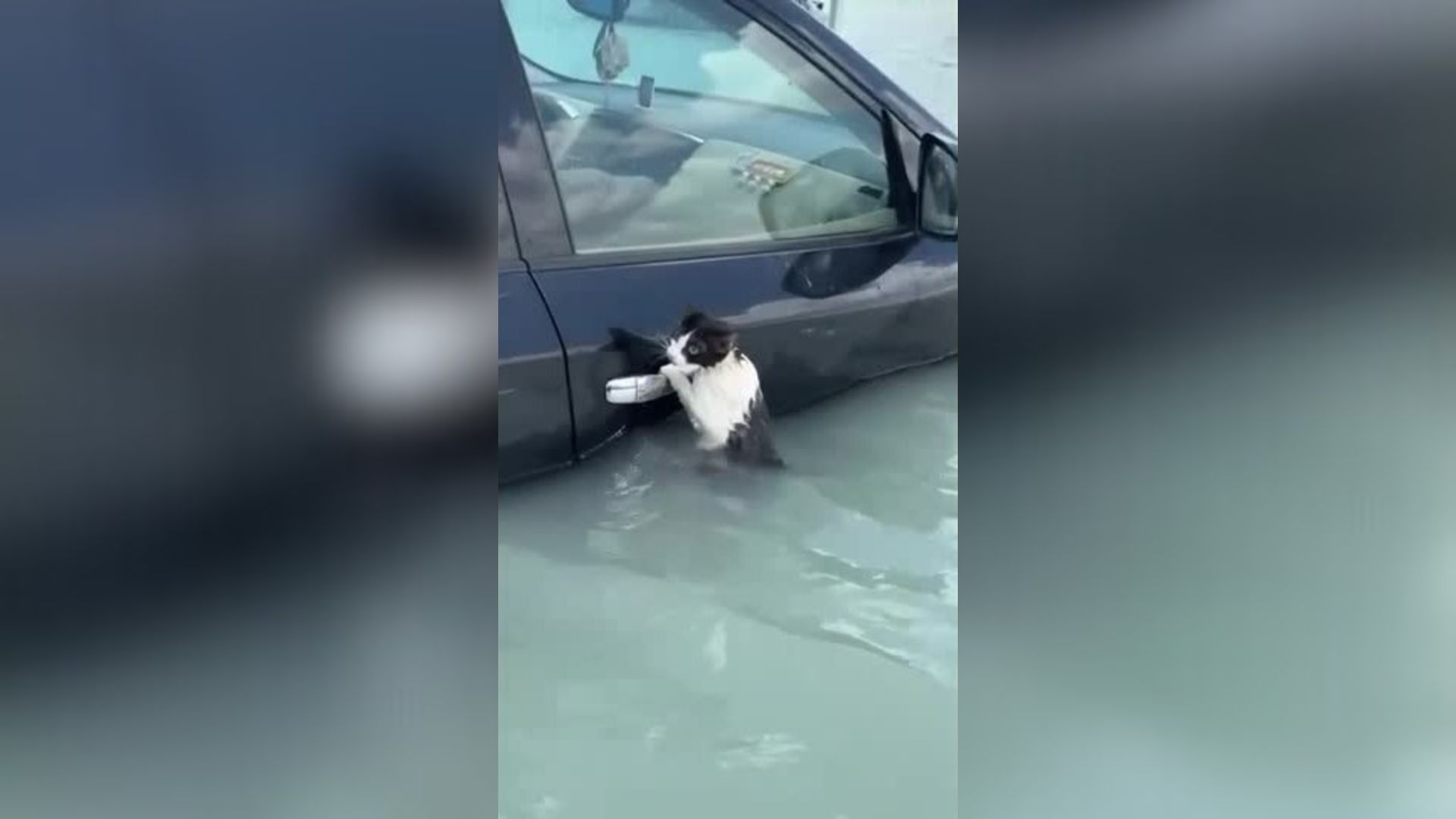 Vídeo divulgado pelo Gabinete de Mídia do Governo de Dubai mostra a polícia resgatando um gato das enchentes enquanto fortes chuvas atingiam a região
