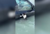 Vídeo: Gato fica agarrado a porta de carro para se salvar de enchente em Dubai