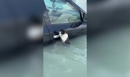 Vídeo: Gato fica agarrado a porta de carro para se salvar de enchente em Dubai