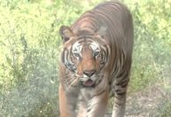 Tigres e leões de zoológico da Argentina serão enviados para santuário na Índia