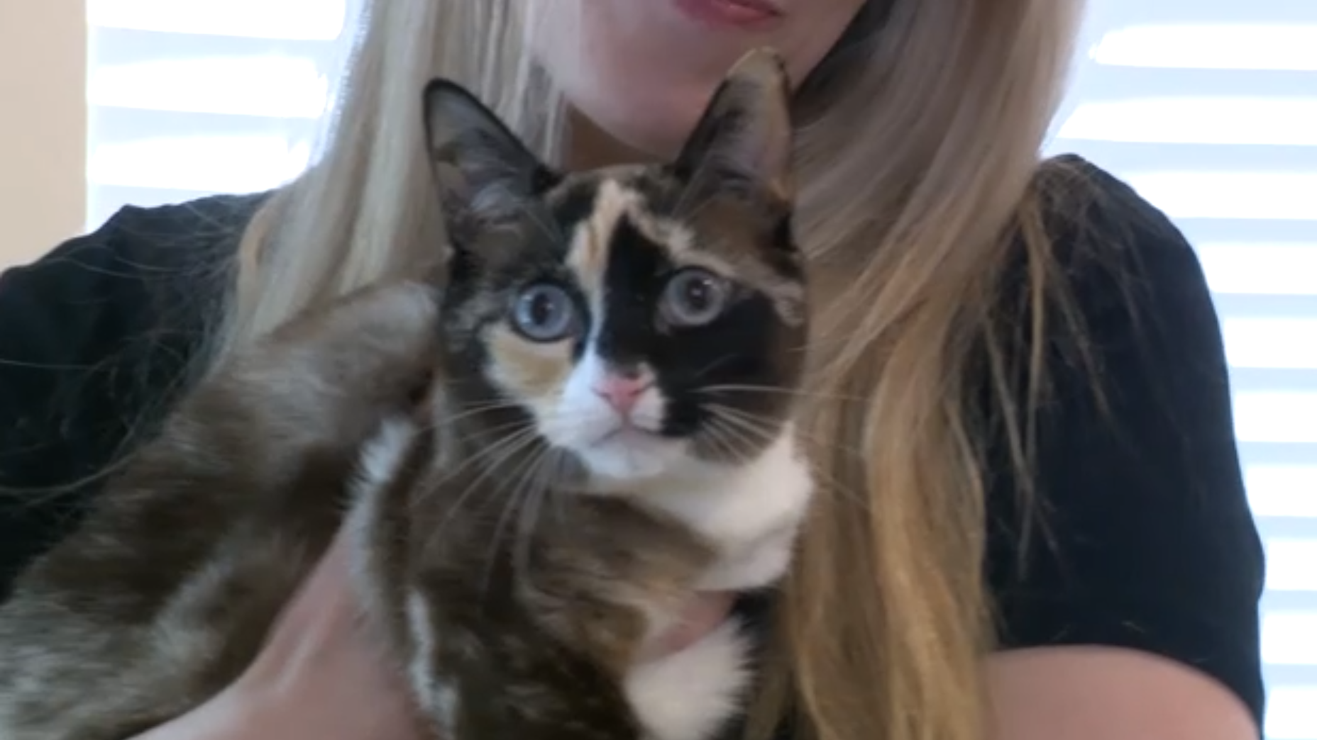 Gata Galena foi enviada acidentalmente por correio e sobreviveu seis dias sem comida e água nos Estados Unidos