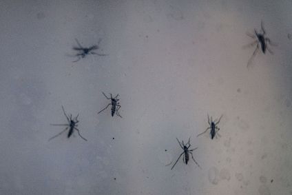 Dengue é transmitida pelo mosquito Aedes aegypti