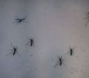 Amazonas registra quase 3 mil casos de dengue em 2025
