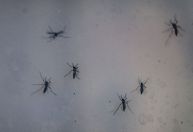 Buscas por "dengue" crescem na internet com a chegada do calor; veja