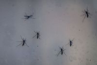 Sobe para 14 o número de mortos por dengue na cidade de SP