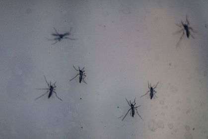 Dengue é transmitida pelo mosquito Aedes aegypti