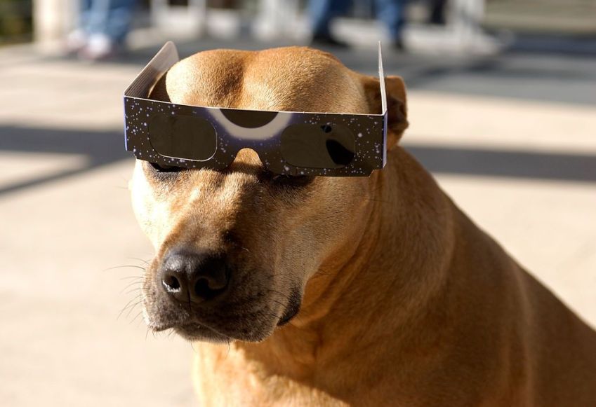 Um cachorro usa óculos especiais durante o eclipse solar em no Planetário de Madri, na Espanha / Fernando Camino/Cover/Getty Images