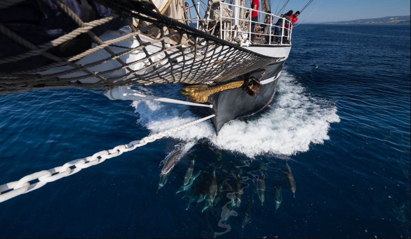 Golfinhos acompanham barco com a chama olímpica
