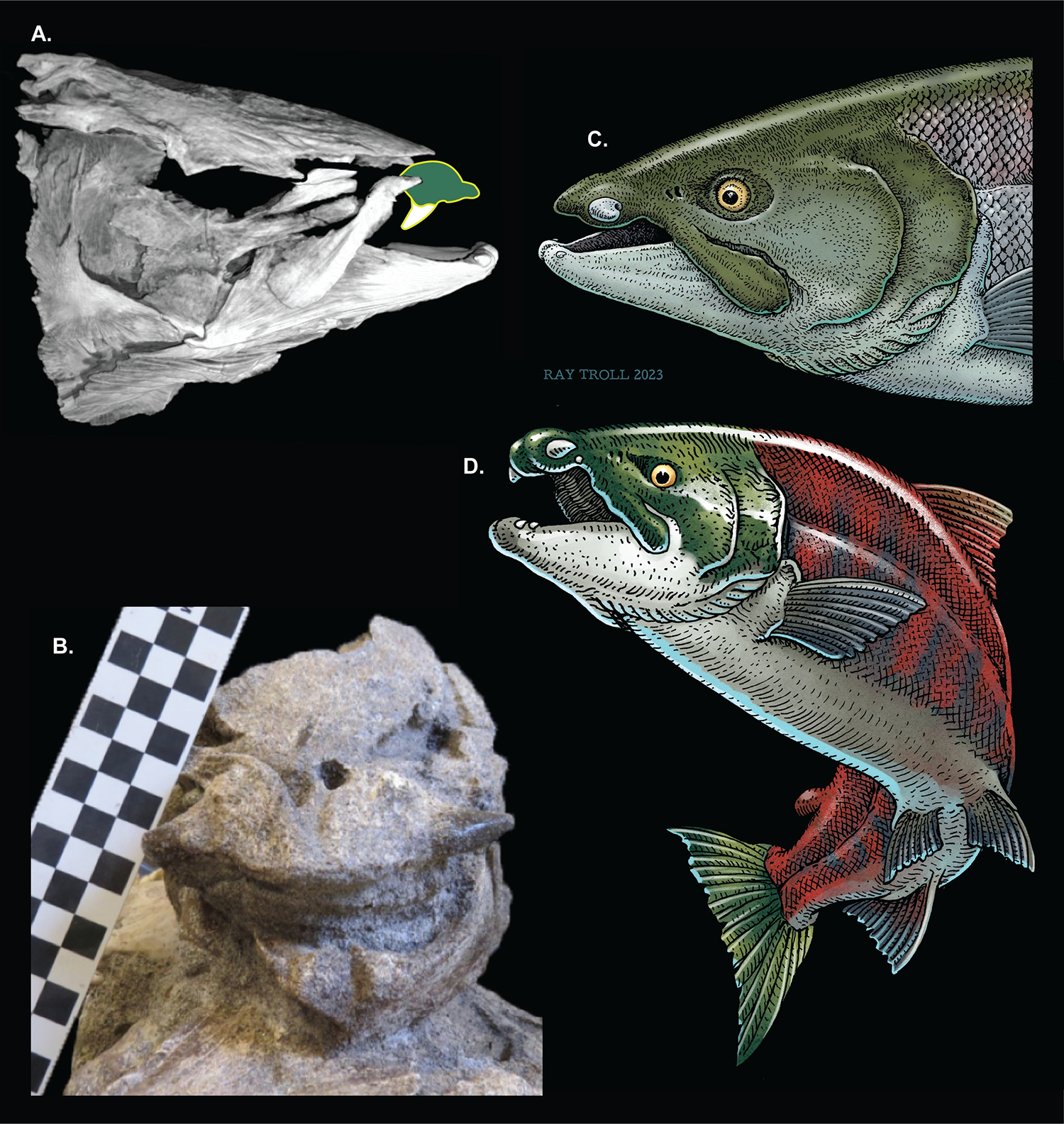 Ilustração feita para exemplificar as presas identificadas por cientistas sobre o "salmão dente de sabre" / Reprodução