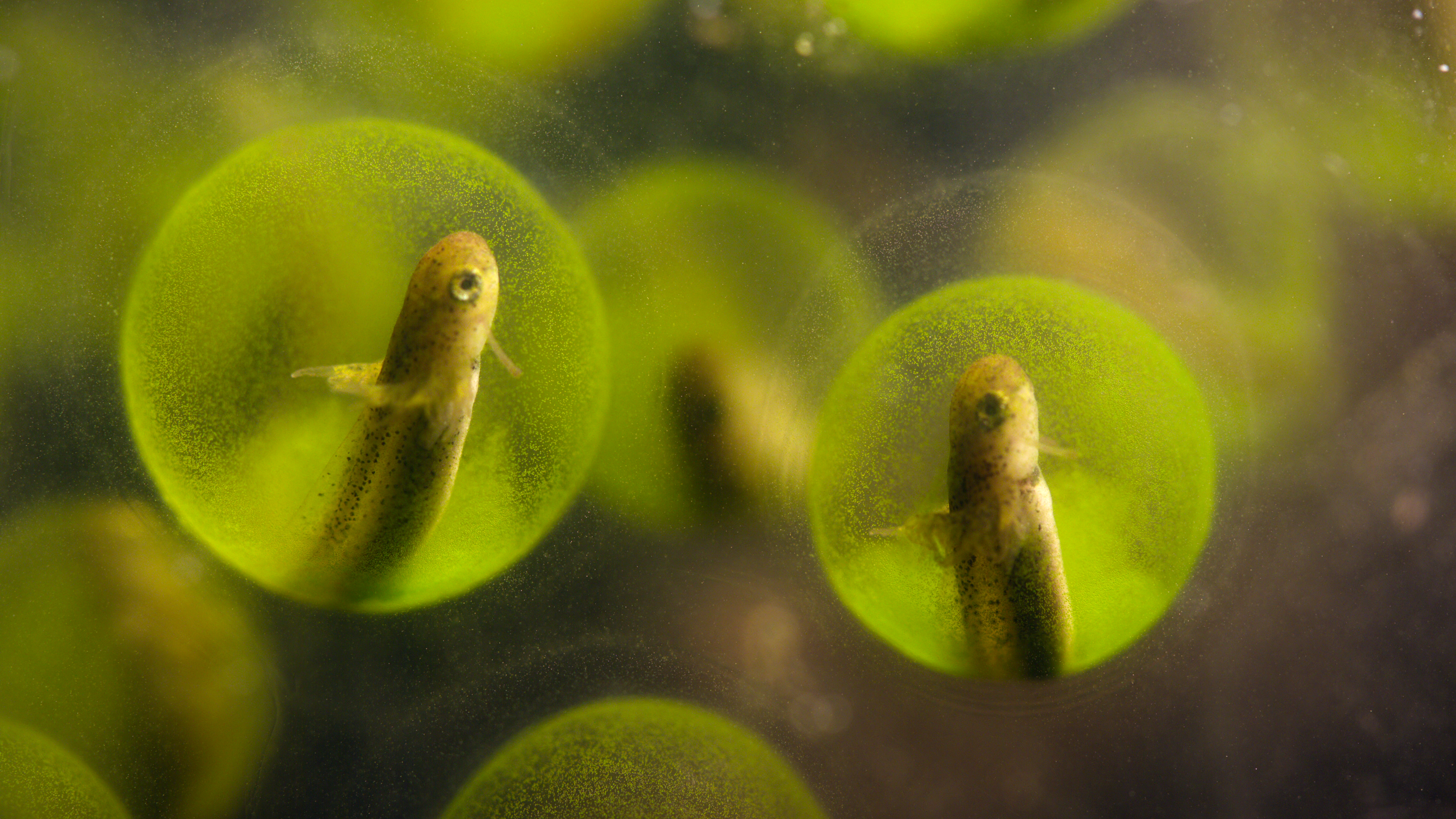 "Planeta Vivo", disponível na Netflix. / Netflix