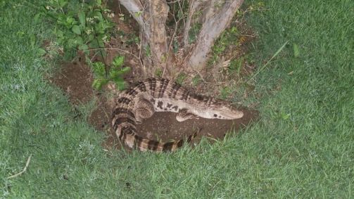 Jacaré de plástico foi encontrado no jardim de um condomínio na região metropolitana de Belo Horizonte