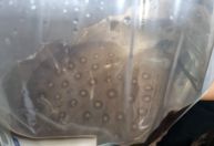 Mulher é presa no aeroporto de Manaus tentando levar arraias para São Paulo