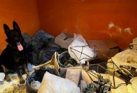 Cão policial encontra mais de 400 kg de drogas em Paraisópolis (SP)