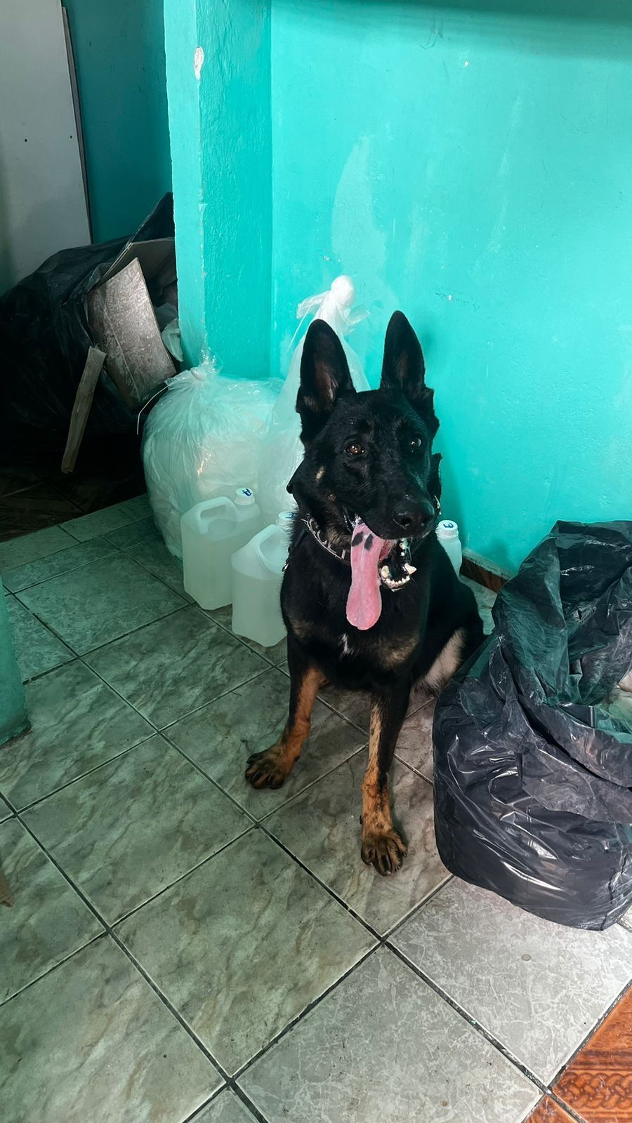 Cão policial encontra mais de 400 kg de drogas em Paraisópolis (SP) / Baep