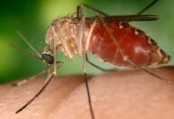 Febre Oropouche tem risco aumentado para gestantes, alerta especialista à CNN