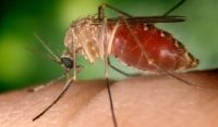 RJ confirma 4ª morte por Febre Oropouche; vítima era de Nilópolis