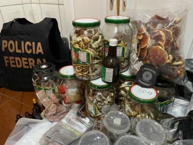 Cogumelos apreendidos durante a operação da PF em MG