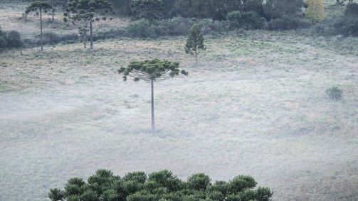 Cidade no interior de Santa Catarina registrou temperatura de 0,1ºC na primeira onda de frio de 2024