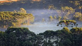 Cidade no interior de Santa Catarina registrou temperatura de 0,1ºC na primeira onda de frio de 2024