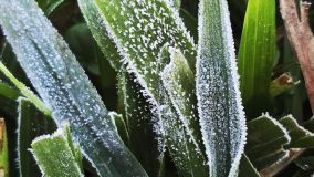 Cidade no interior de Santa Catarina registrou temperatura de 0,1ºC na primeira onda de frio de 2024