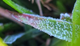 Cidade no interior de Santa Catarina registrou temperatura de 0,1ºC na primeira onda de frio de 2024