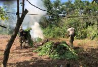 PF destrói 7 mil pés de maconha em operação contra o plantio ilegal em terras indígenas no MA