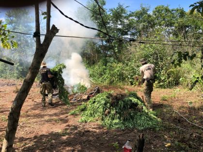 Pé de maconha foram destruídos durante a Operação Terra Livre, no Maranhão