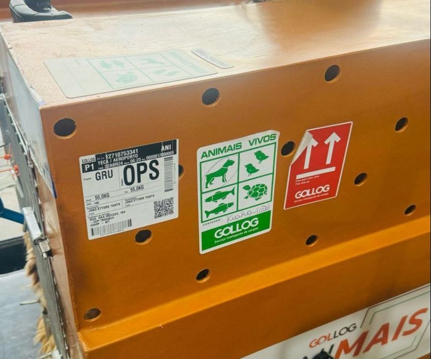 Etiqueta errada com nome de Kiara/ Reprodução