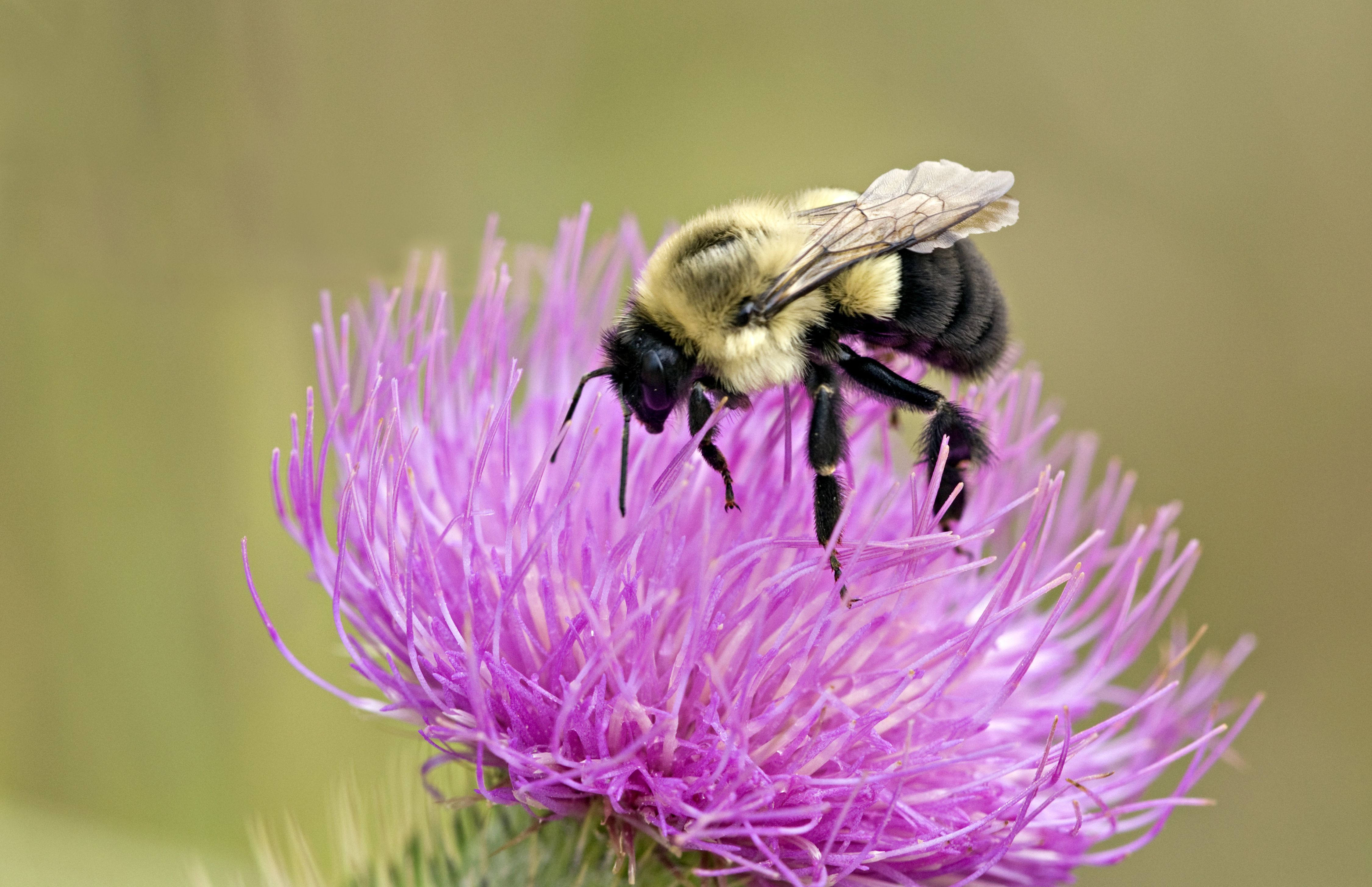 Closeup of Bumble Bee, Bombus bimaculatus, feeding on Canada Thistle, Sleeping Bear Dunes National Lakeshore, Michigan, USA. A large bee, not particularly aggressive unless nests are disturbed.