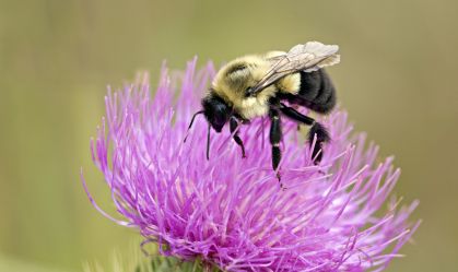 Algumas abelhas sobrevivem debaixo da água por até uma semana, mostra estudo