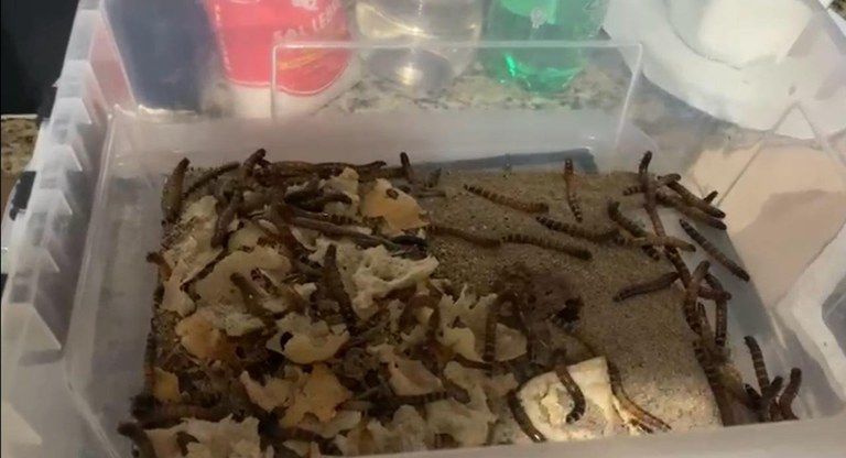 PF resgata dezenas de animais silvestres em Campinas, no interior de SP / Polícia Federal