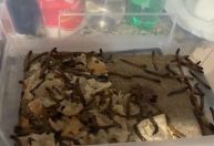 PF resgata dezenas de animais silvestres em Campinas, no interior de SP