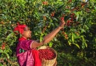 Estudo de genoma revela as origens etíopes pré-históricas do café