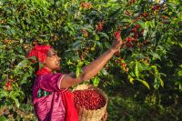 El Niño causará prejuízo bilionário à África e migração em busca por comida