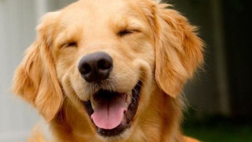 Cão Joca, de 4 anos, morto após transporte aéreo / Reprodução/Instagram