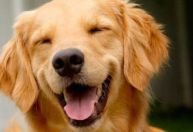 Lei Joca: Senado aprova projeto sobre transporte de pets em aviões