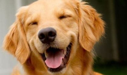 Transporte de pets: representantes do governo e instituições de defesa animal discutirão assunto em comissão